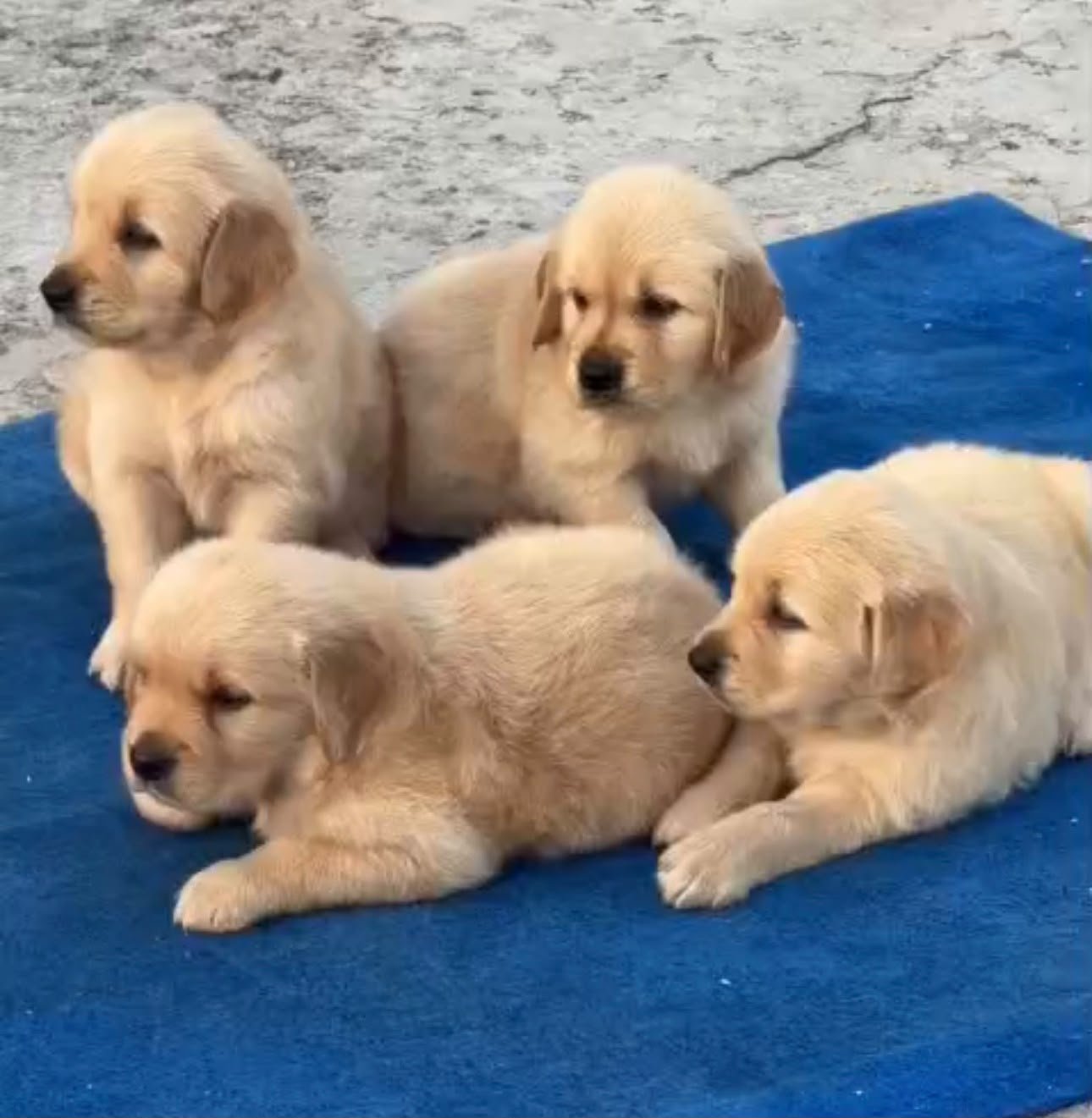 Golden Retriever angle 7